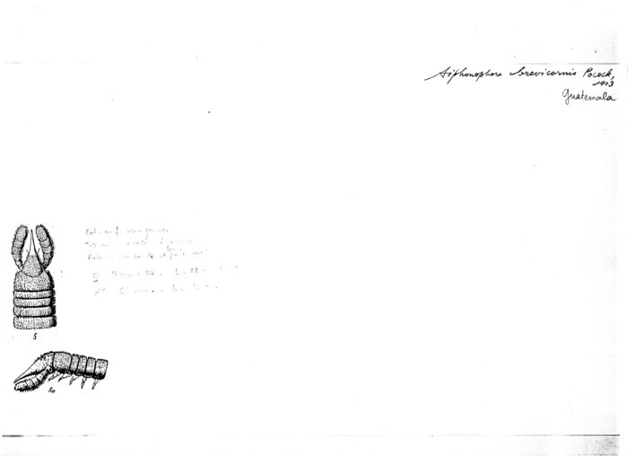 Siphonophora brevicornis