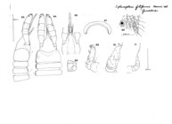 Siphonophora filiformis