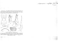 Siphonophora margaritifera