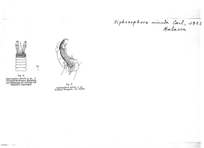 Siphonophora minuta