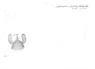 Siphonophora paulistus