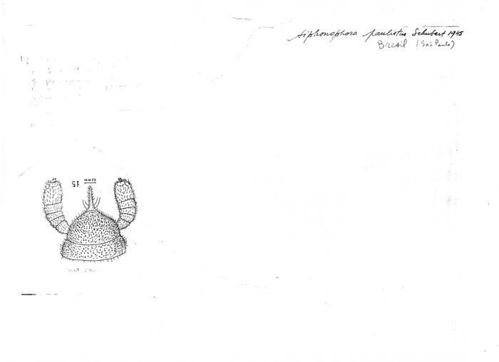 Siphonophora paulistus