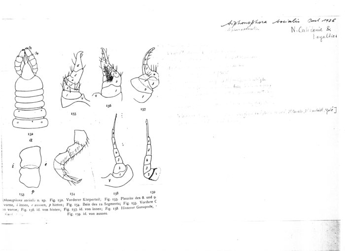 Siphonophora socialis