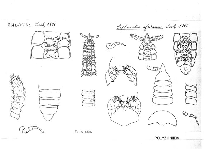 Siphonotus africanus