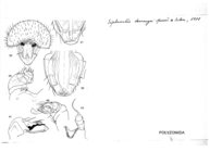 Siphonotus demangei