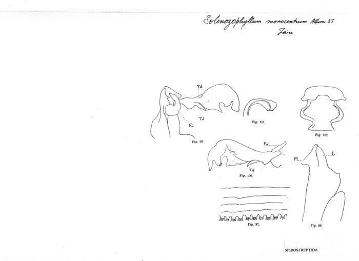 Solenozophyllum monocentrum