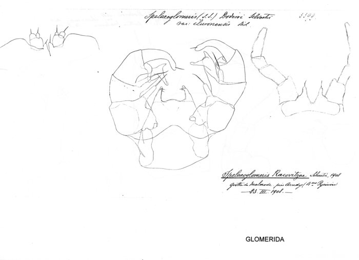 Spelaeoglomeris doderoi iluronensis