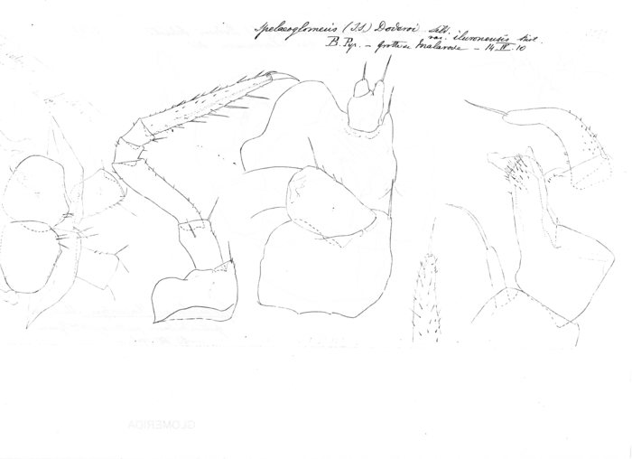 Spelaeoglomeris doderoi iluronensis