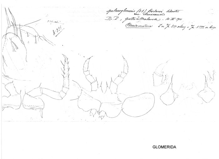 Spelaeoglomeris doderoi iluronensis