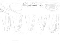 Spelaeoglomeris doderoi iluronensis