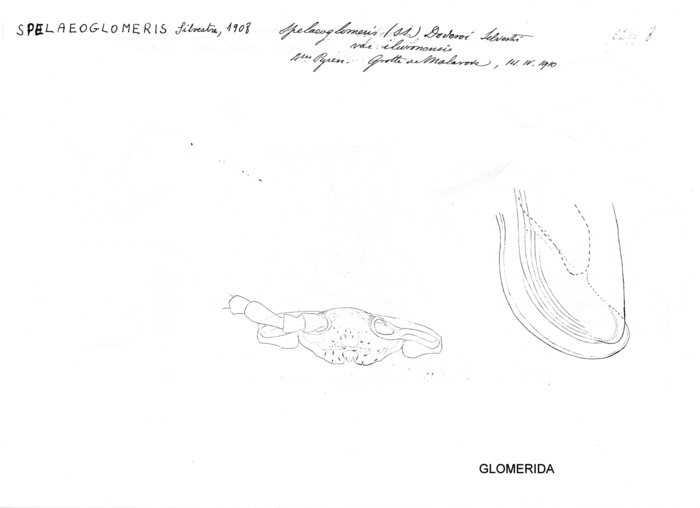 Spelaeoglomeris doderoi iluronensis