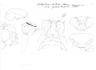 Spelaeoglomeris doderoi iluronensis