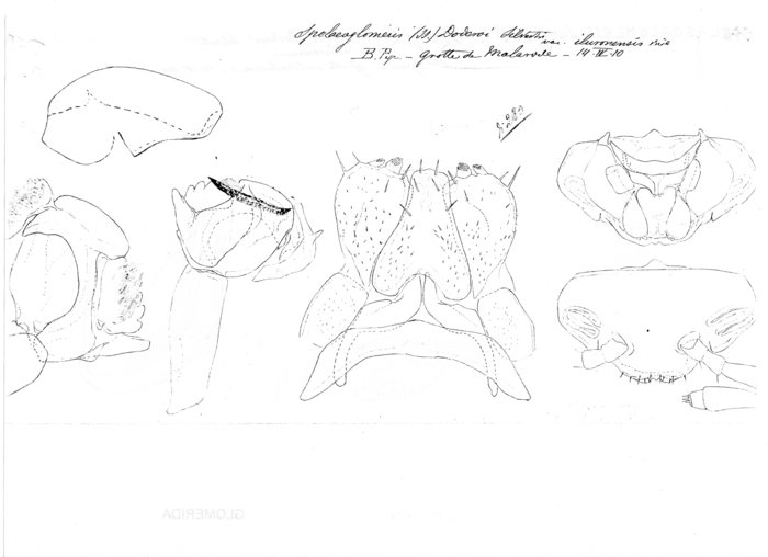 Spelaeoglomeris doderoi iluronensis