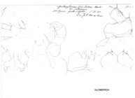 Spelaeoglomeris doderoi intermedia