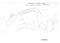 Spelaeoglomeris doderoi intermedia