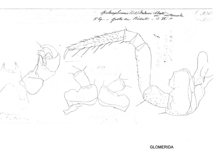Spelaeoglomeris doderoi intermedia