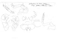Spelaeoglomeris doderoi intermedia