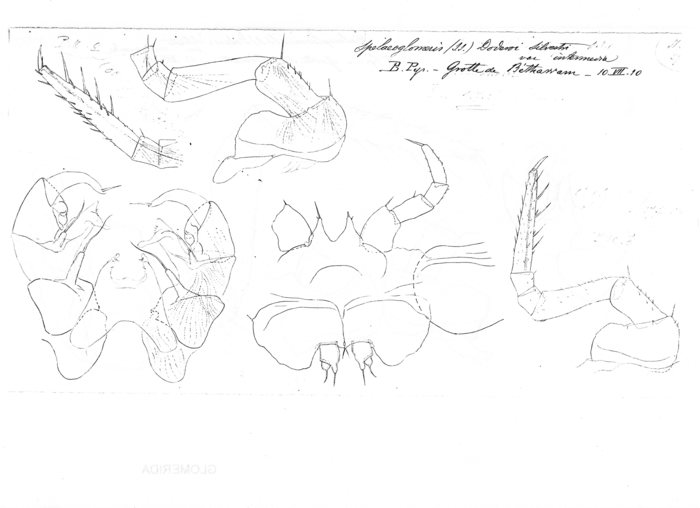 Spelaeoglomeris doderoi intermedia