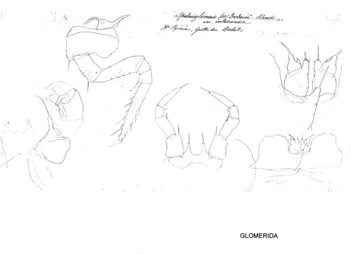 Spelaeoglomeris doderoi intermedia
