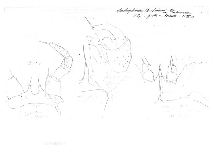 Spelaeoglomeris doderoi intermedia