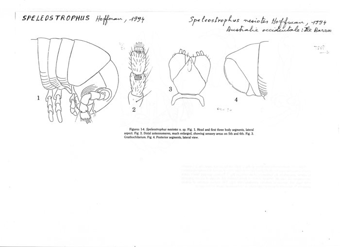 Speleostrophus nesiotes