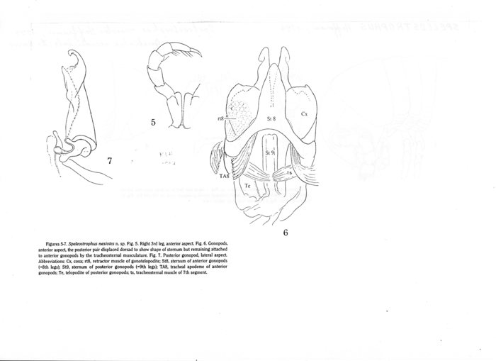 Speleostrophus nesiotes