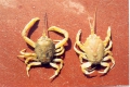 Crustacea (crustaceans)