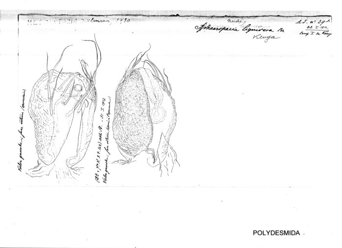 Sphaeroparia lignivora