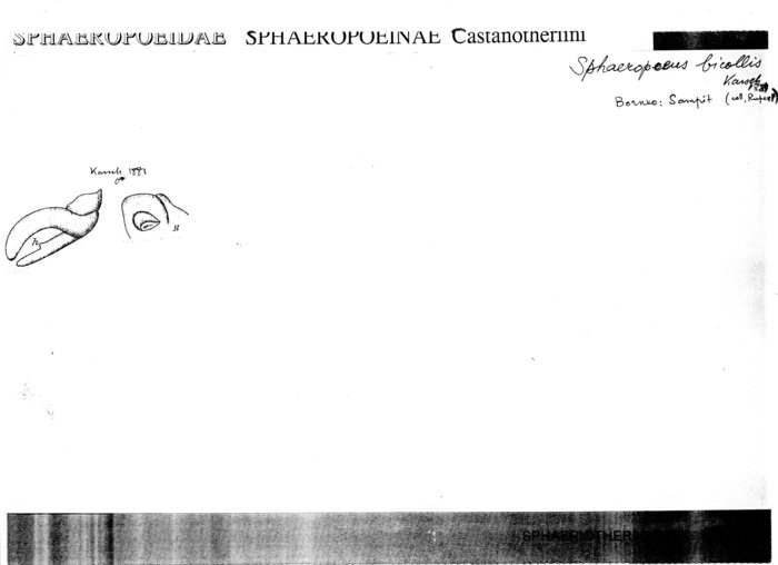 Sphaeropoeus bicollis