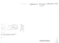 Sphaeropoeus lamprongsis