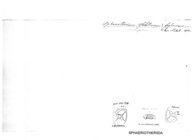 Sphaerotherium fraternum