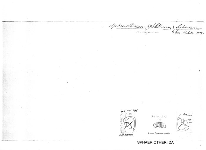 Sphaerotherium fraternum