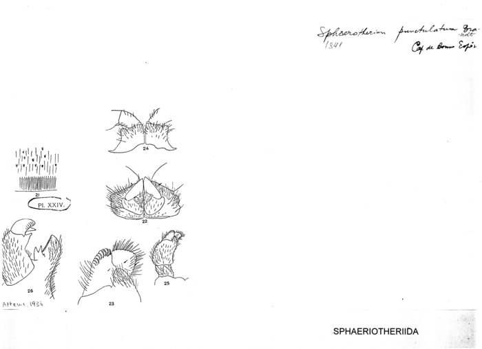 Sphaerotherium punctulatum