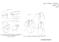 Sphaerotherium transzambeziacum