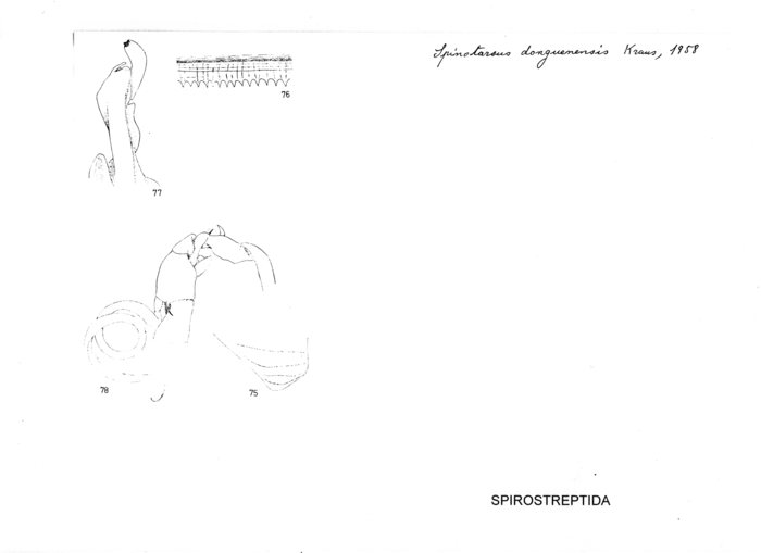 Spinotarsus donguenensis