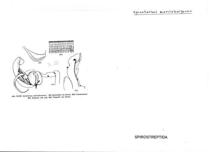 Spinotarsus maritzburgensis