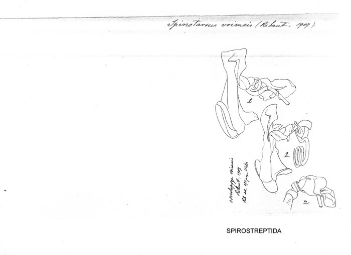 Spinotarsus voiensis