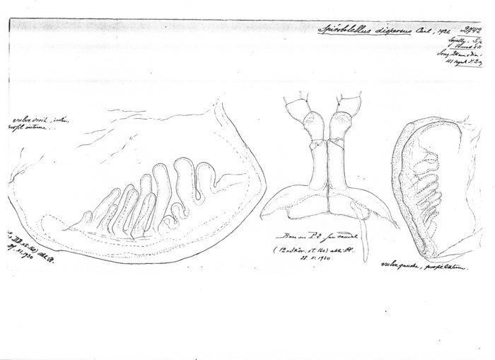 Spirobolellus dispersus