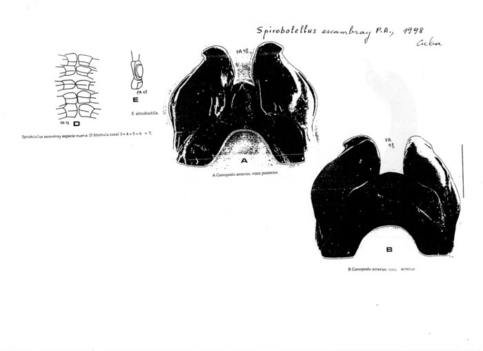 Spirobolellus escambray