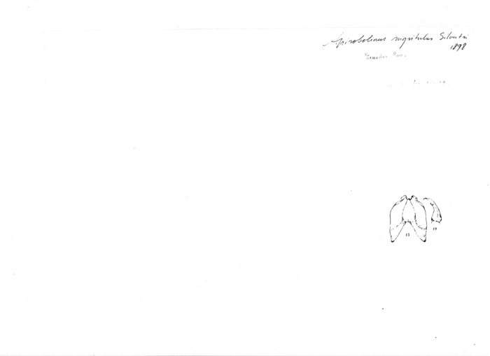 Spirobolellus nigntulus