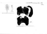 Spirobolellus pinarensis