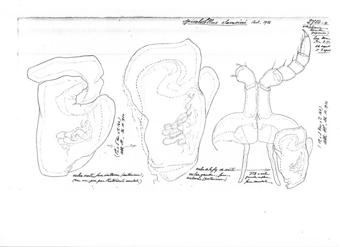 Spirobolellus sarasini