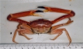 Crustacea (crustaceans)