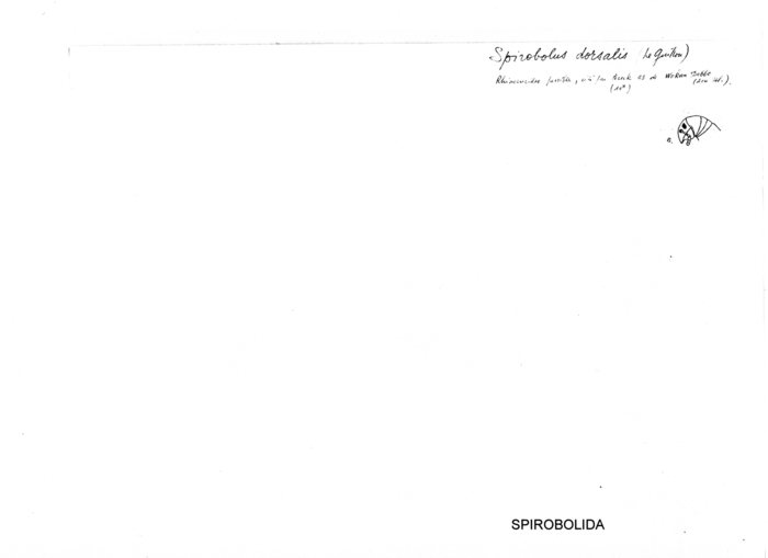 Spirobolus dorsalis