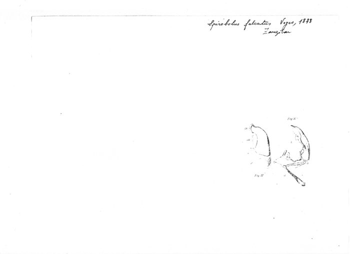 Spirobolus falcatus