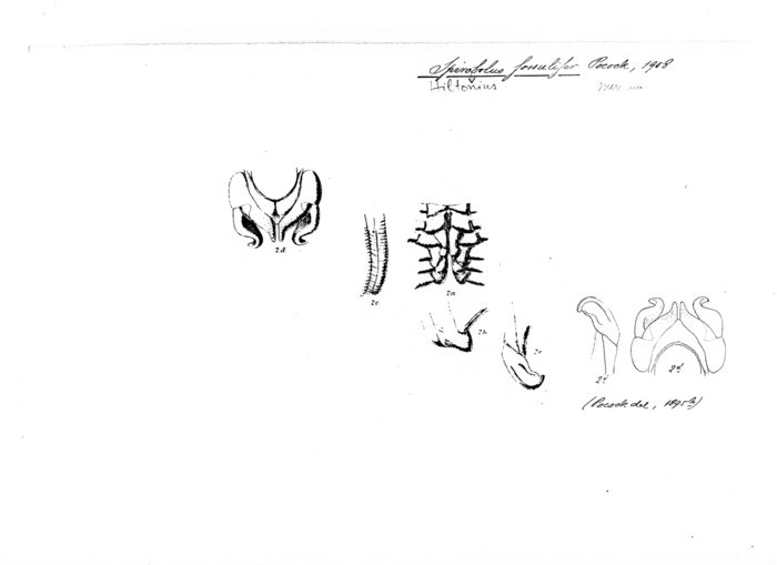 Spirobolus fossulifer