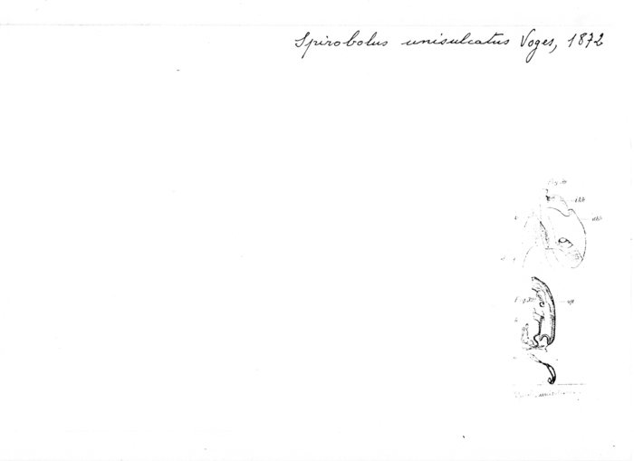 Spirobolus unisulcatus