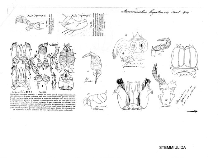 Stemmiulus bogotensis