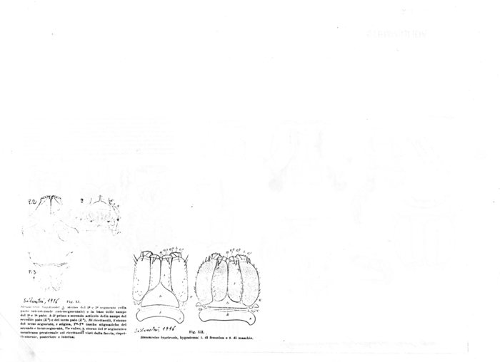 Stemmiulus bogotensis