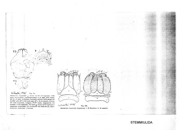 Stemmiulus bogotensis